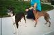 Greyhound Puppies for sale in Frederick, MD, USA. price: NA