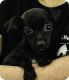 Greyhound Puppies for sale in Overland Park, KS, USA. price: NA
