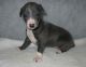 Greyhound Puppies for sale in Maryland City, MD, USA. price: NA