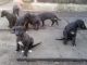 Greyhound Puppies for sale in Anchorage, AK, USA. price: NA