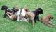 Greyhound Puppies for sale in Marysville, WA, USA. price: NA