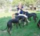 Greyhound Puppies for sale in San Antonio, TX, USA. price: NA