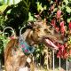 Greyhound Puppies for sale in West Chester, PA, USA. price: NA