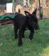 Greyhound Puppies for sale in Cheyenne, WY, USA. price: NA