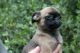 Griffon Bleu de Gascogne Puppies for sale in Los Angeles, CA, USA. price: NA
