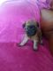 Griffon Bleu de Gascogne Puppies for sale in Manchester, NH, USA. price: NA