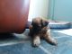 Griffon Bleu de Gascogne Puppies for sale in 103 Broadway, New York, NY 10025, USA. price: NA