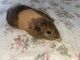 Guinea Pig Rodents for sale in Salado, TX 76571, USA. price: NA