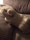 Guinea Pig Rodents for sale in Lockport, NY 14094, USA. price: NA