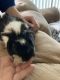 Guinea Pig Rodents for sale in Mechanicsburg, PA, USA. price: NA