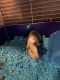 Guinea Pig Rodents for sale in Tarentum, PA 15084, USA. price: NA