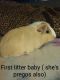 Guinea Pig Rodents for sale in Bloomington, CA, USA. price: NA
