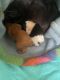 Guinea Pig Rodents for sale in San Leandro, CA, USA. price: NA