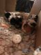 Guinea Pig Rodents for sale in LAKE OF WOODS, VA 22508, USA. price: NA