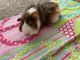Guinea Pig Rodents for sale in 620 Riverview Dr, Eaton Rapids, MI 48827, USA. price: NA