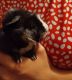 Guinea Pig Rodents for sale in Bowmansville, PA 17517, USA. price: NA