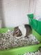 Guinea Pig Rodents for sale in Cleveland, TN, USA. price: $25