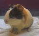 Guinea Pig Rodents for sale in Model Town, New Delhi, Delhi, India. price: 1000 INR
