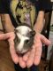 Guinea Pig Rodents for sale in St Anthony, MN 55421, USA. price: NA