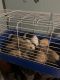 Guinea Pig Rodents for sale in West Liberty, KY 41472, USA. price: NA