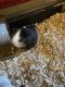 Guinea Pig Rodents for sale in Galion, OH 44833, USA. price: NA