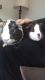 Guinea Pig Rodents for sale in Robbinsdale, MN, USA. price: NA
