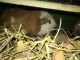 Guinea Pig Rodents for sale in Spokane, WA, USA. price: $5