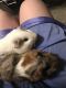 Guinea Pig Rodents for sale in Dearborn, MI, USA. price: $80