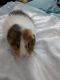 Guinea Pig Rodents for sale in South Bend, IN, USA. price: NA