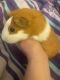 Guinea Pig Rodents for sale in Springfield, OR, USA. price: NA
