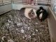 Guinea Pig Rodents for sale in Portland, OR 97220, USA. price: NA
