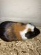 Guinea Pig Rodents for sale in Washington, DC, USA. price: $300