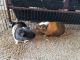 Guinea Pig Rodents for sale in San Jose, CA, USA. price: NA