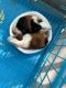 Guinea Pig Rodents for sale in Nagpur, Maharashtra, India. price: 2000 INR