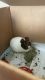 Guinea Pig Rodents for sale in 521 Scott Blvd, Castle Rock, CO 80104, USA. price: NA