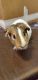 Guinea Pig Rodents for sale in Holland, MI 49423, USA. price: NA