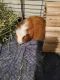 Guinea Pig Rodents for sale in Lacey, WA, USA. price: $150