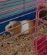 Guinea Pig Rodents for sale in WEBSTER CRSNG, NY 14560, USA. price: NA