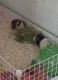 Guinea Pig Rodents for sale in Ocean City, NJ, USA. price: $25