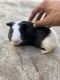 Guinea Pig Rodents for sale in Deoli, Rajasthan, India. price: 600 INR