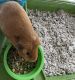 Guinea Pig Rodents for sale in Austin, TX 78748, USA. price: NA