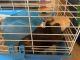 Guinea Pig Rodents for sale in Pasadena, CA, USA. price: NA