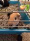 Guinea Pig Rodents for sale in Charlotte, NC, USA. price: $150