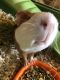 Guinea Pig Rodents for sale in Whitman, MA 02382, USA. price: NA