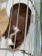 Guinea Pig Rodents for sale in Mobile, AL, USA. price: NA
