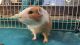 Guinea Pig Rodents for sale in Redding, CA, USA. price: NA