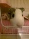 Guinea Pig Rodents for sale in Irvine, CA, USA. price: NA