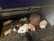 Guinea Pig Rodents for sale in Houston, TX 77073, USA. price: $30