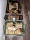 Guinea Pig Rodents for sale in 3334 Circle Brook Dr, Cave Spring, VA 24018, USA. price: NA