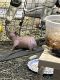 Guinea Pig Rodents for sale in North Tonawanda, NY 14120, USA. price: NA